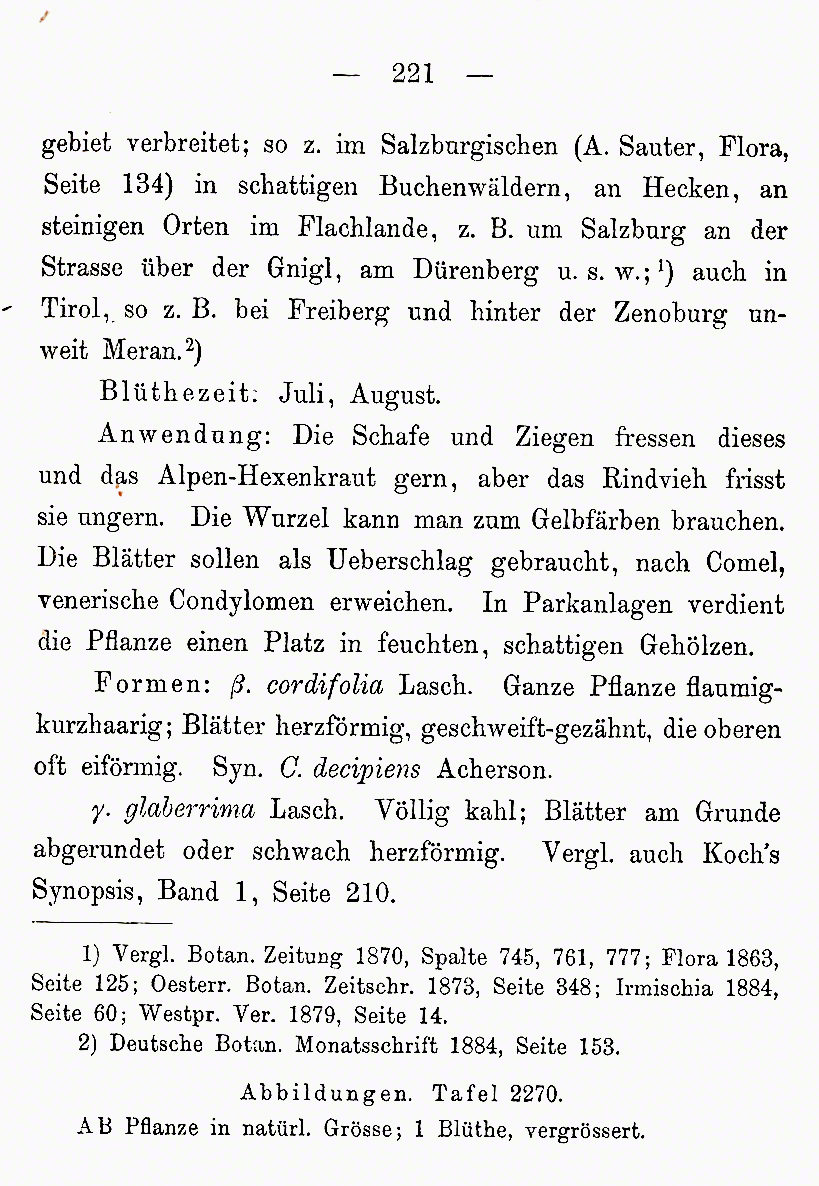 Schlechtendal, Hexenkraut